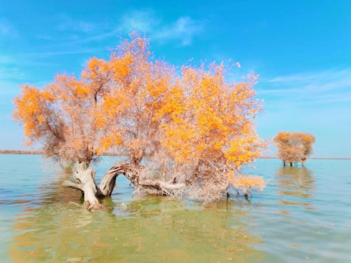 新疆沙雅縣胡楊林進入最佳觀賞期