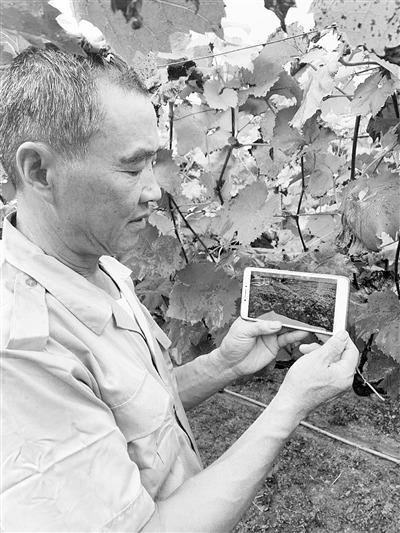 無錫物聯(lián)網(wǎng)小鎮(zhèn),農(nóng)民捧著手機“種葡萄”