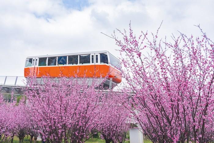 纜車穿梭“粉色花?！?宛若進入童話世界 